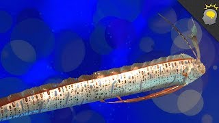 A Real Sea Serpent The Tale of The Oarfish [upl. by Sheehan]