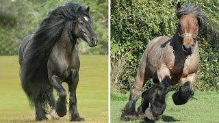 Super Grappige En Schattige Paarden Pony En Veulen Filmpjes DEEL 8 [upl. by Accire]