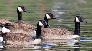 Canada Geese [upl. by Leontyne]