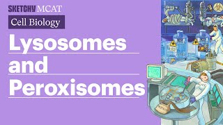 Lysosomes amp Peroxisomes Cellular Functions Full Lesson  Sketchy MCAT [upl. by Lerim]