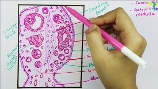 Histology of Ovary [upl. by Suiramed]