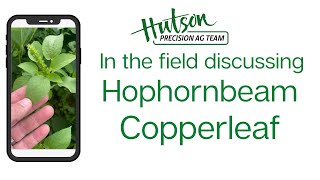 In the Field Discussing Hophornbeam Copperleaf identification [upl. by Inna]