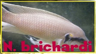 Neolamprologus brichardi  alevins au premier jour de nage libre  112019 [upl. by Jethro]