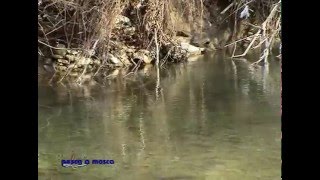 PESCA A MOSCA tecnica e montaggio fly fishing parte1 [upl. by Regdirb245]