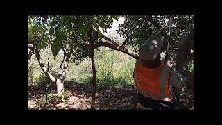 Control de mosca blanca con jabón potásico en el cultivo de palto fuerte en San Francisco  Omate [upl. by Dibrin983]