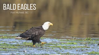 Bald Eagle action Northern Vancouver Island BC [upl. by Tobit]