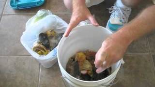 Bokashi Composting [upl. by Pump]