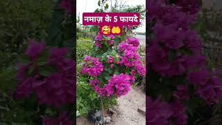 Namaz Padhne Ke 5 Fayde namaz namazkiahmiyat viralvideo shortsvideo islamicvideo [upl. by Zebe]