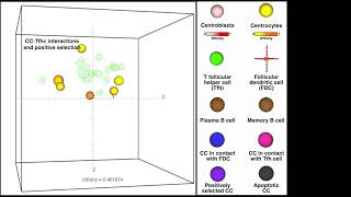 Germinal Center reaction asymmetric division [upl. by Yelsha]