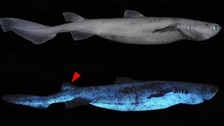 Bioluminescent Sharks  Glowing in the Ocean [upl. by Ahras]