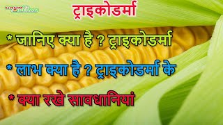 ट्राइकोडर्मा की पूरी जानकारी  Trichoderma क्या है   Trichoderma Fungicide [upl. by Rehttam]