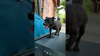 Patterdale on dog treadmill [upl. by Kcarb]