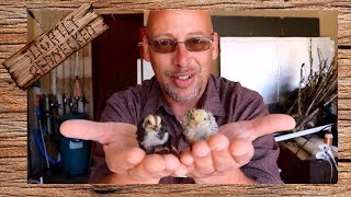 What To Feed Baby Coturnix Quail  The SR Quail Update 102317 [upl. by Thesda]