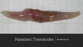 Trematode Life Cycle [upl. by Alad]