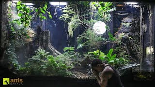 A Major Crisis Hit My Giant Rainforest Vivarium and I Have to Go Away [upl. by Modeste417]