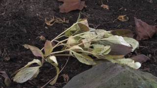 Plant Care amp Gardening  How to Prune Peonies [upl. by Akeemat]