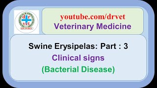 Swine Erysipelas Part 3 l clinical signs [upl. by Nairdna615]