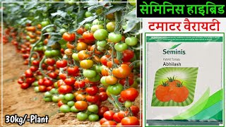 Tomato  Tamatar ki kheti  seminis Abhilash  Hybrids Tomato Variety [upl. by Rikki953]