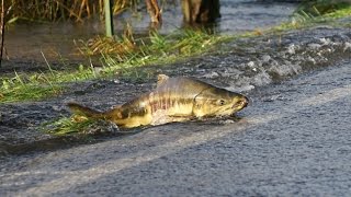 Skokomish River salmon cross the roadPart 1 [upl. by Shandie]