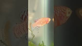 Annual Killifish aquariumfishfish aquarium aquatic fishtank aquaria tropicalfish fishaquarium [upl. by Magena]