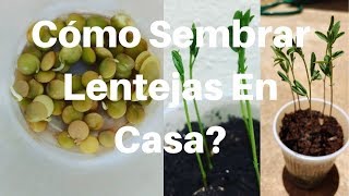 Anticancerigeno Natural  Cómo Sembrar Lentejas En Casa Y Consumirlas [upl. by Thorner39]