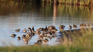 Dowitcher flock [upl. by Ainerbas179]