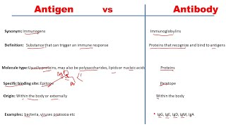 Difference between antigen and antibody  Antigen vs Antibody [upl. by Tindall]