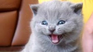 Kittens Meowing Compilation  CUTE [upl. by Sheffield]