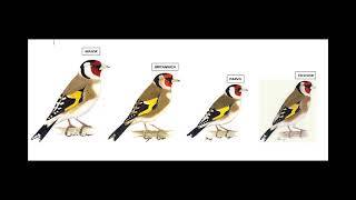 Le chardonneret Major en mutation  vidéo 1 savoir reconnaitre les sous espèces délégant [upl. by Magen]