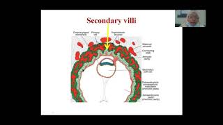 Developing placenta II Primary villus II Secondary villus II Tertiary villus II Easily explained [upl. by Eleda830]