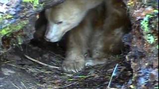 Hibernating Spirit Bear Apollo Wakes Up [upl. by Znarf]