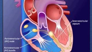 Contraction of the heart  Explaination Example [upl. by Vonny83]