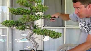 How to Prune Juniper Bonsai [upl. by Lebatsirc]