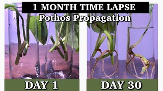 1 MONTH TIME LAPSE POTHOS PROPAGATION [upl. by Ulyram807]