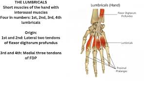 Lumbricals [upl. by Ceciley168]
