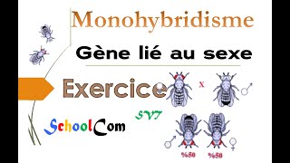 Exercice de génétique  Monohybridisme gène lié au sexe [upl. by Wey228]