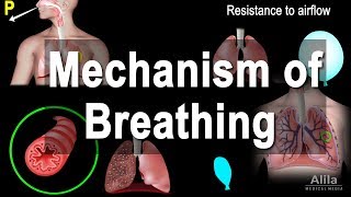 Mechanism of Breathing Animation [upl. by Tye]