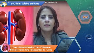 L’excrétion urinaire chez l’Homme  Rôle des reins dans l’élaboration de l’urine [upl. by Modestia391]