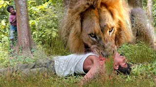 Lion attack buffalo in African forest  lion attack animal  lion attack video stories part39 [upl. by Aikrahs]