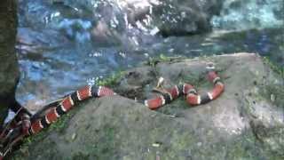 quotLA SERPIENTE CORAL ROJA Y NEGRA  quotTHE RED AND BLACK CORAL SNAKEquot Especie Micrurus corallinusquot [upl. by Trella]