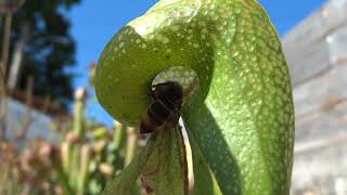 Darlingtonia californica Cobra lily atrapando una avispa velutina [upl. by Serica]