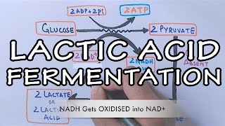 Lactic Acid Fermentation  Detailed [upl. by Efeek]