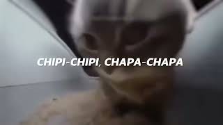 chipi chipi chapa chapa dubi dubi daba daba Christell  Dubidubidu LETRA [upl. by Anifares]