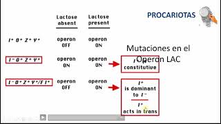 OPERON LAC  PROCARIOTAS [upl. by Cullan]