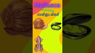 Mollusca  Mollusca Magic Snails Squids  Mollusca World Diverse and Amazing Creatures [upl. by Linzer]