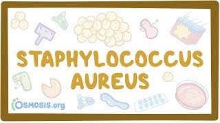 Staphylococcus aureus [upl. by Ahsoyek]