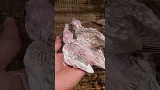 Patchless cocktail handfeeding healthy chicks available for more info whatspp shorts 9926367670 [upl. by Odraboel]