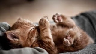 MUSICOTHÉRAPIE Apaisante Pour Chiens et Chats 💙 Douce Musique Pour Dormir Et Calmer Leur Anxiété◾2H [upl. by Vivi]