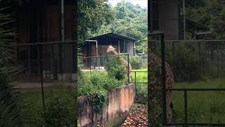 GUWAHATI ZOO🤠 my baby giraffe😁 [upl. by Elakram]