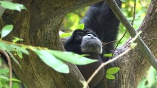 Siamang quotHowler Monkeyquot Howling [upl. by Eelirak]